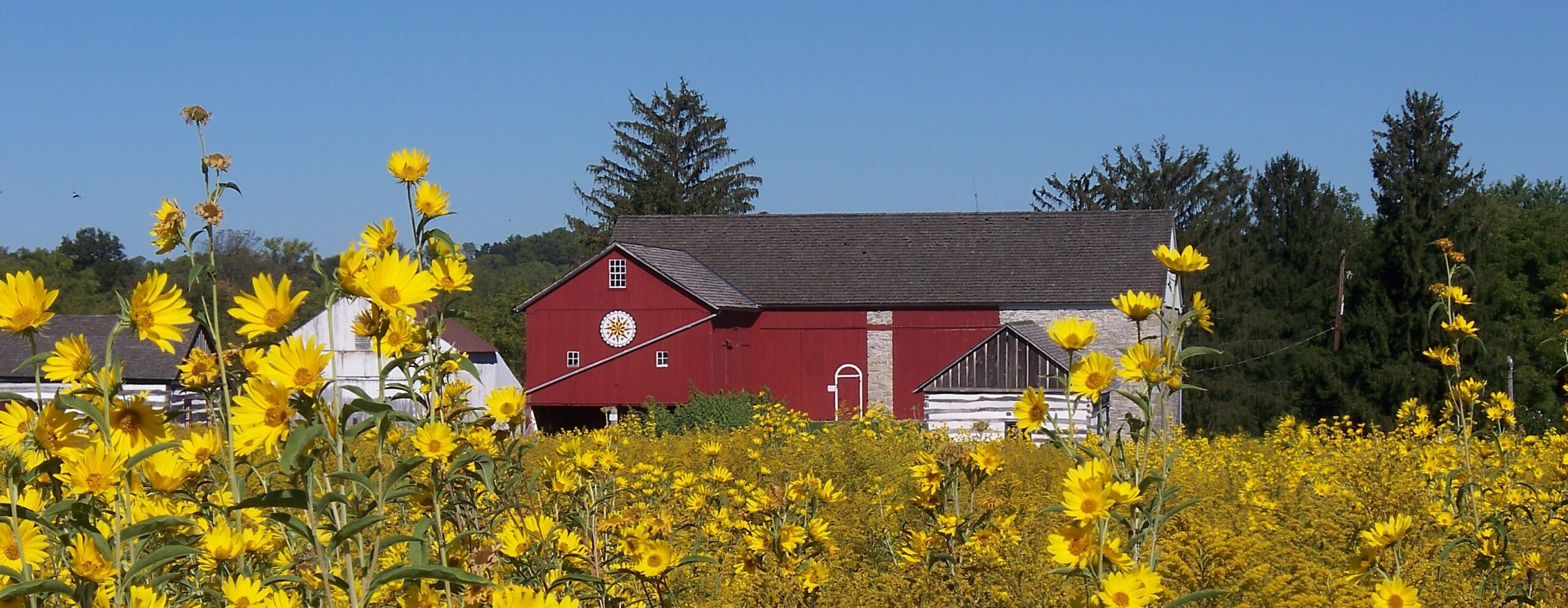 A red and stone barn can be seen in the background through a field of yellow flowers. There are other smaller buildings around the large red barn.